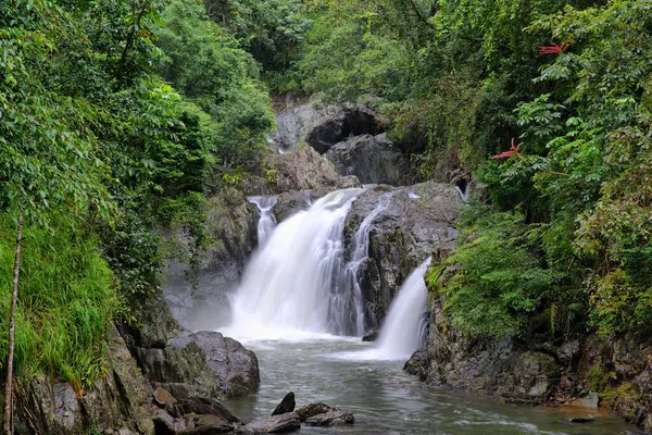 stock image beautiful rainforest scenery of the Cairns region in FNQ, Australia. This tropical paradise features dense foliage, cascading waterfalls, and diverse wildlife, offering a serene and immersive nature experience
