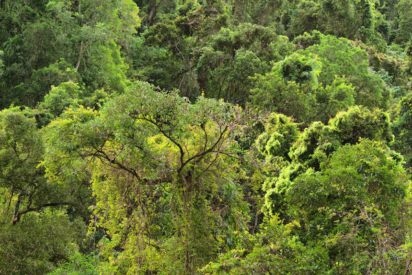 beautiful rainforest scenery of the Cairns region in FNQ, Australia. This tropical paradise features dense foliage, cascading waterfalls, and diverse wildlife, offering a serene and immersive nature experience