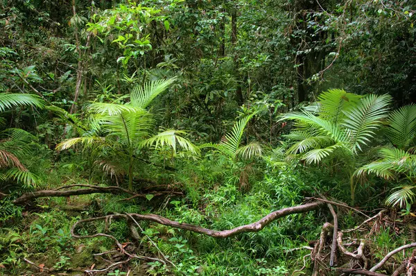 stock image Daintree National Park, Tropical Queensland, Australia                               