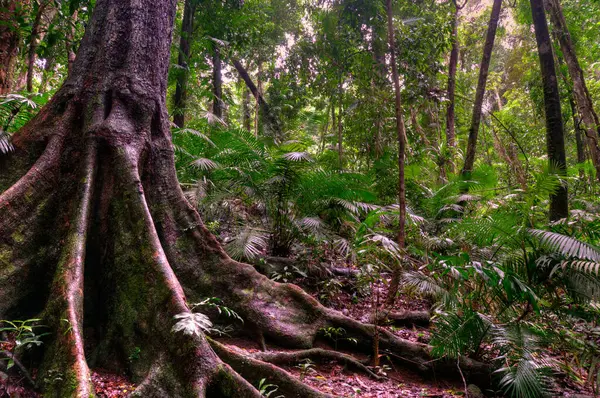 Yağmur Ormanları Manzarası, Uzak Kuzey Queensland, Avustralya