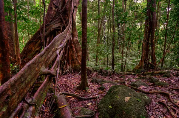 Yağmur Ormanları Manzarası, Uzak Kuzey Queensland, Avustralya