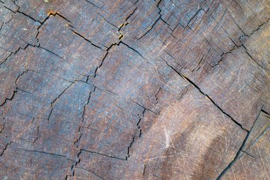 Kauri Çam Ağacı sapı. Karmaşık hava şartlarını gözler önüne seriyor. Bu doğal doku, önemli bir ağaç türü olan Kauri Çamı 'nın eşsiz desenlerini ve dayanıklılığını vurgular.