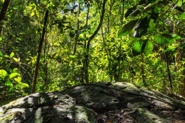 Mungalli Şelalesi, Atherton Tableland, FNQ, Avustralya. Bu manzaralı şelale, bereketli yağmur ormanları ve çeşitli vahşi yaşamlarla çevrili. Huzurlu ve pitoresk bir doğa deneyimi sunuyor.