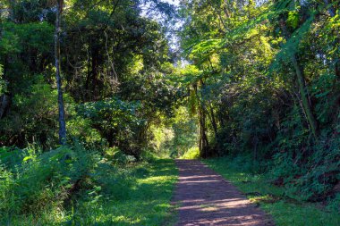 Mungalli Şelalesi, Atherton Tableland, FNQ, Avustralya. Bu manzaralı şelale, bereketli yağmur ormanları ve çeşitli vahşi yaşamlarla çevrili. Huzurlu ve pitoresk bir doğa deneyimi sunuyor.