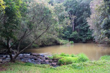 Yungaburra, Queensland 'daki huzurlu Peterson yürüyüş pisti, bereketli yağmur ormanları, kuş gözlemleri ve sakin doğa patikalarıyla ünlüdür.