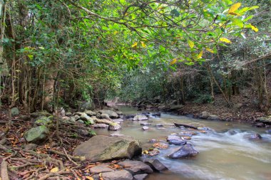 Yungaburra, Queensland 'daki huzurlu Peterson yürüyüş pisti, bereketli yağmur ormanları, kuş gözlemleri ve sakin doğa patikalarıyla ünlüdür.