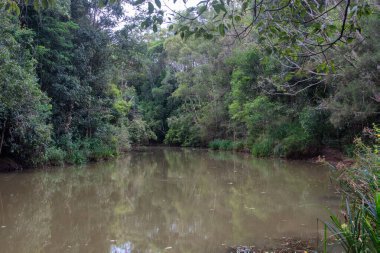 Yungaburra, Queensland 'daki huzurlu Peterson yürüyüş pisti, bereketli yağmur ormanları, kuş gözlemleri ve sakin doğa patikalarıyla ünlüdür.