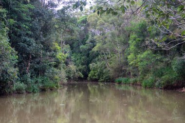 Yungaburra, Queensland 'daki huzurlu Peterson yürüyüş pisti, bereketli yağmur ormanları, kuş gözlemleri ve sakin doğa patikalarıyla ünlüdür.