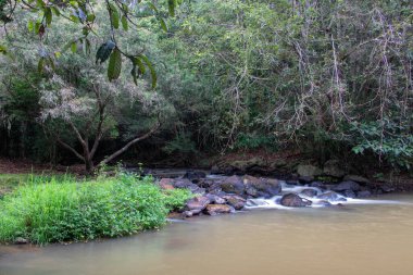 Yungaburra, Queensland 'daki huzurlu Peterson yürüyüş pisti, bereketli yağmur ormanları, kuş gözlemleri ve sakin doğa patikalarıyla ünlüdür.