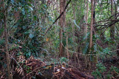 Hiking coastal swampy forest north of Cairns, Far North Queensland, Australia clipart