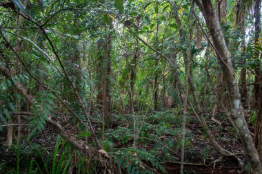 Cairns 'in kuzeyinde, Kuzey Queensland, Avustralya' da yürüyüş yapan bataklık ormanı.