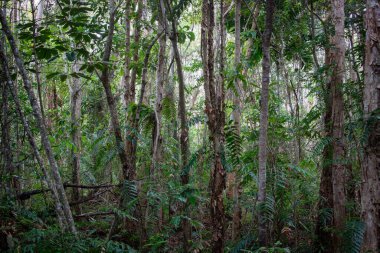 Cairns 'in kuzeyinde, Kuzey Queensland, Avustralya' da yürüyüş yapan bataklık ormanı.