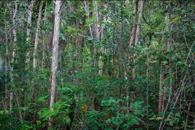 Cairns 'in kuzeyinde, Kuzey Queensland, Avustralya' da yürüyüş yapan bataklık ormanı.