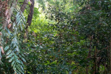 Cairns 'in kuzeyinde, Kuzey Queensland, Avustralya' da yürüyüş yapan bataklık ormanı.