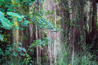Cairns 'in kuzeyinde, Kuzey Queensland, Avustralya' da yürüyüş yapan bataklık ormanı.
