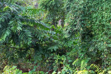 Cairns 'in kuzeyinde, Kuzey Queensland, Avustralya' da yürüyüş yapan bataklık ormanı.