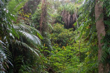 Hiking coastal swampy forest north of Cairns, Far North Queensland, Australia clipart