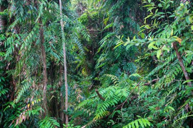 Hiking coastal swampy forest north of Cairns, Far North Queensland, Australia clipart