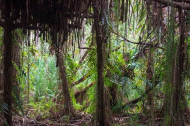Hiking coastal swampy forest north of Cairns, Far North Queensland, Australia clipart