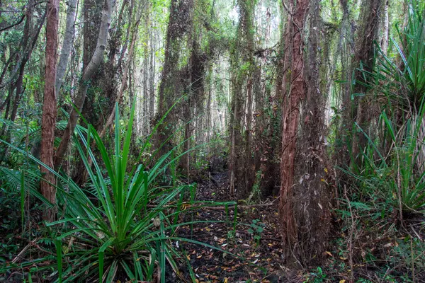 stock image Hiking coastal swampy forest north of Cairns, Far North Queensland, Australia