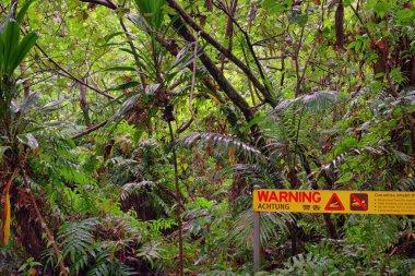 Coastal swampy forest north of Cairns in Far North Queensland, Australia clipart