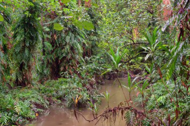 Kuzey Queensland, Avustralya 'daki Cairns' in kuzeyindeki sahil bataklık ormanı.