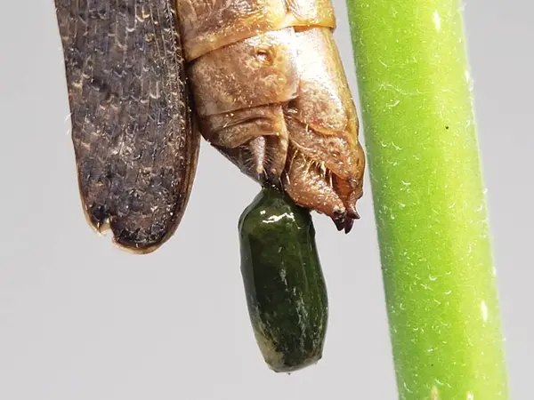 Yaprağın üzerindeki yeşil tırtılın makro görüntüsü..