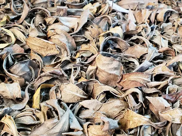Bir yığın altın kahverengi kuru yaprak..