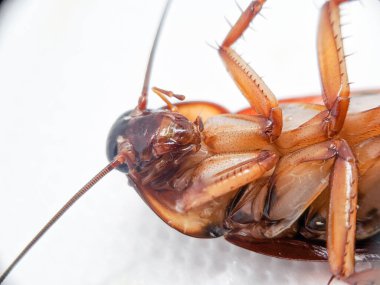 Beyaz arka planda baş aşağı duran ölü kahverengi bir hamamböceği.