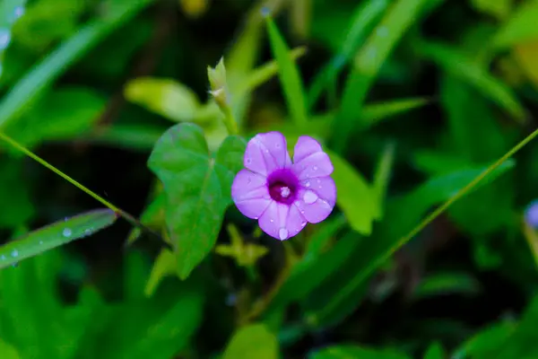 Ipomoea triloba (Ipomoea triloba), tropikal Amerika 'ya özgü bir sabah zaferi türüdür..