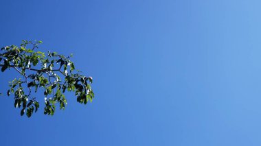 Minimalist Yeşil Yapraklar Açık Mavi Gökyüzüne Karşı Şube