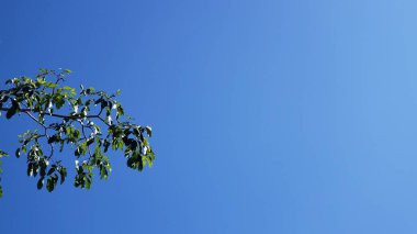 Minimalist Yeşil Yapraklar Açık Mavi Gökyüzüne Karşı Şube