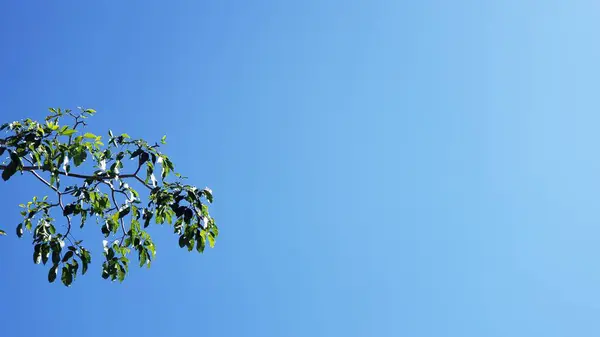 Minimalist Yeşil Yapraklar Açık Mavi Gökyüzüne Karşı Şube