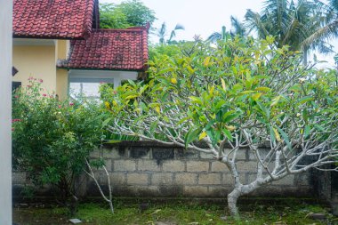 Ağaçtaki yeşil bitkiler