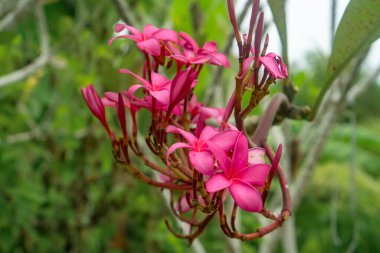 Bahçedeki güzel pembe çiçek. Bahçede doğal ışık arka planında güzel bir Plumeria çiçeği.