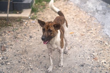 Bali şehrinin sokaklarında başıboş bir köpek.