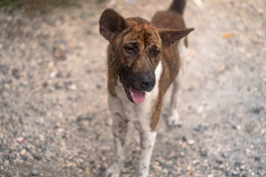 Şirin ve komik köpek portresi. Koyu kahverengi ve beyaz yerde sevimli bir köpek..
