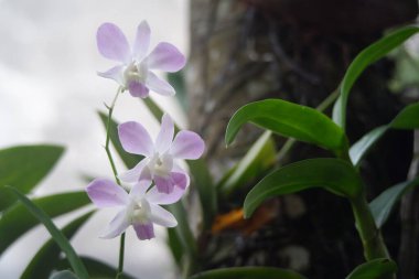 Bahçedeki güzel orkide çiçeği