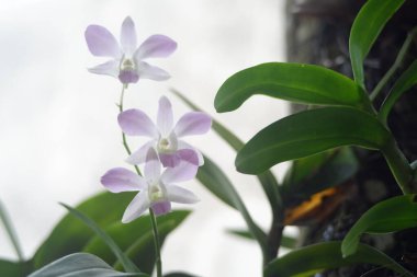 Bahçedeki güzel çiçekler