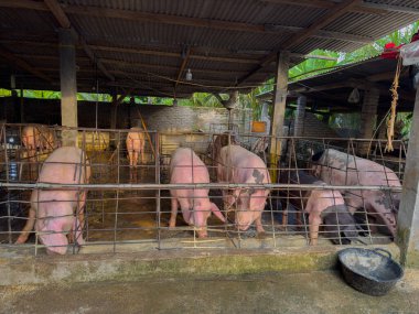 Çiftlikteki bir domuz. Kafesteki pembe domuzlar. Bazı domuzlar daha sonra hayvan pazarında satılır..