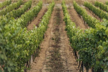 Gün batımında çekilmiş bir üzüm bağının geniş panoramik görüntüsü.