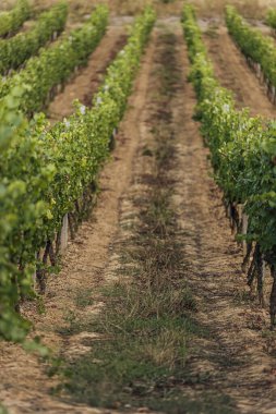 Gün batımında çekilmiş bir üzüm bağının geniş panoramik görüntüsü.