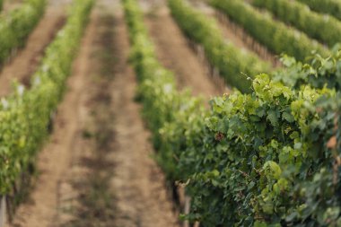 Gün batımında çekilmiş bir üzüm bağının geniş panoramik görüntüsü.