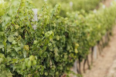 Gün batımında çekilmiş bir üzüm bağının geniş panoramik görüntüsü.