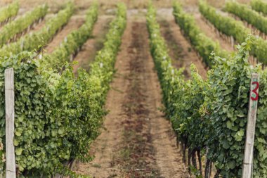 Gün batımında çekilmiş bir üzüm bağının geniş panoramik görüntüsü.