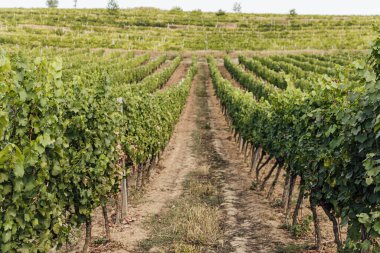 Gün batımında çekilmiş bir üzüm bağının geniş panoramik görüntüsü.