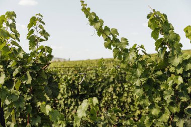 Gün batımında çekilmiş bir üzüm bağının geniş panoramik görüntüsü.