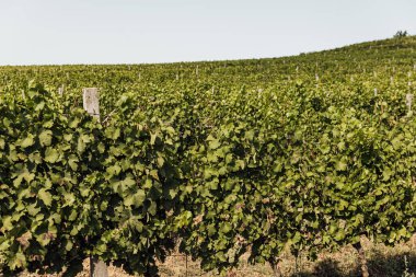 Gün batımında çekilmiş bir üzüm bağının geniş panoramik görüntüsü.