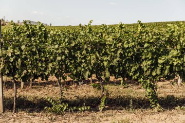 Gün batımında çekilmiş bir üzüm bağının geniş panoramik görüntüsü.