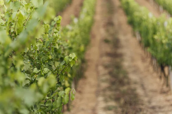 stock image Extra wide panoramic shot of a summer vineyard shot at sunset